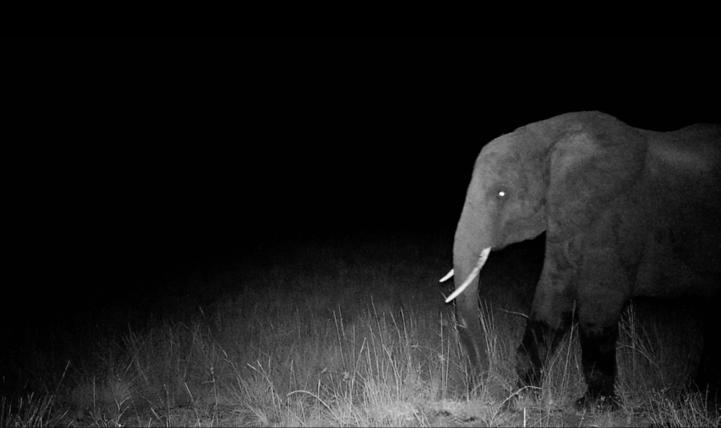 102926-GHOST_ELEPHANTS_-_Official_still__2_-1920×1141